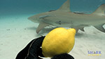 Lemon Sharks