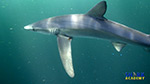 Shark Buoyancy