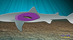 Shark Reproduction