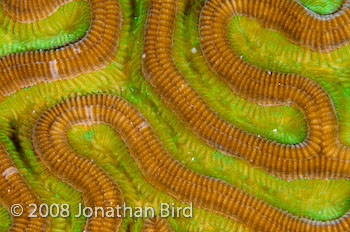 Brain coral polyps