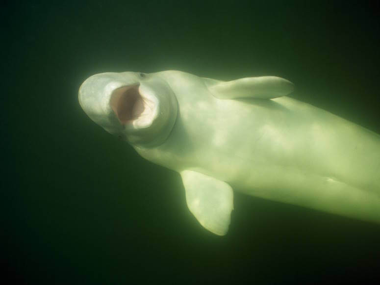 Beluga whale with it's mouth open.