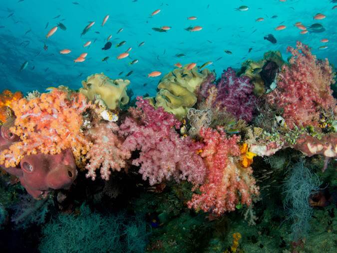 Colorful coral reef and tropical fish