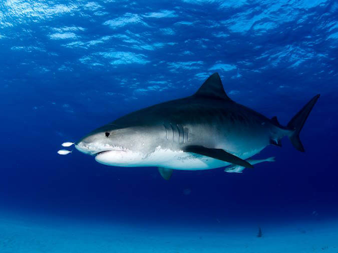 Shark swimming in clear blue ocean