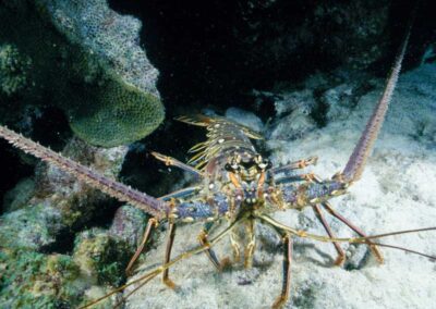 The Spiny lobster, such as this Caribbean species, has no large chelipeds.