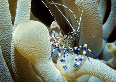 A Spotted Cleaner shrimp (Caribbean) hides among the venomous tentacles of an anemone, safe from predators.