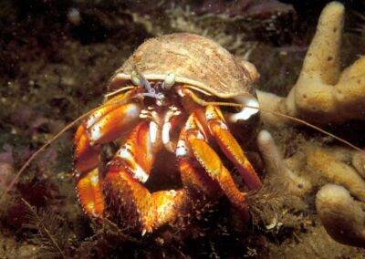 An Acadian Hermit Crab in New England lives in a snail shell.
