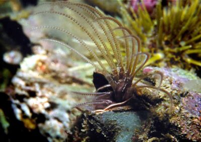 A barnacle is sort of like a shrimp standing on its head with its legs sticking out.