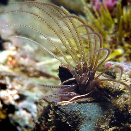 Barnacle with it's cirri extended