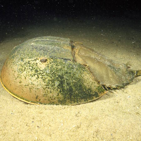 Horseshoe Crab