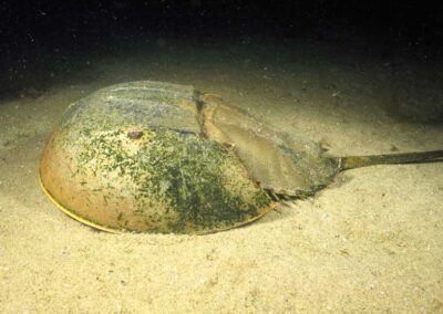 The Horsehsoe crab is an ancient animal that has proven incredibly important to medical research.