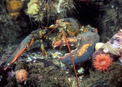 The Northern lobster, found in the northeast United States and Eastern Canada is a culinary favorite.