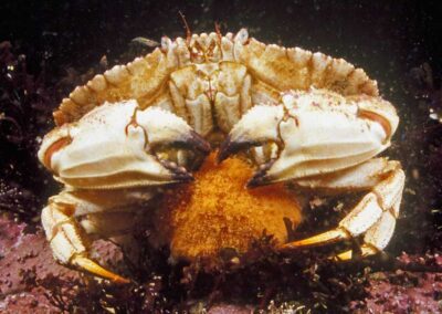 A female Rock crab, found in New England, holds her eggs under her abdomen. The orange ball of eggs contains thousands of baby crabs just waiting to hatch.