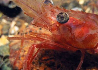 A close up of a shrimp's eye (smaller than a pin head) shows the ommatidia of the compound eye structure.