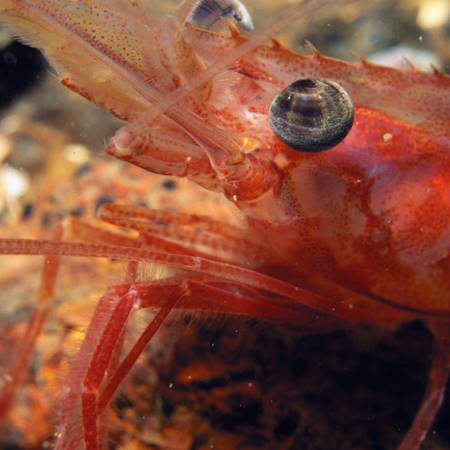 Close up of a shrimp's eye