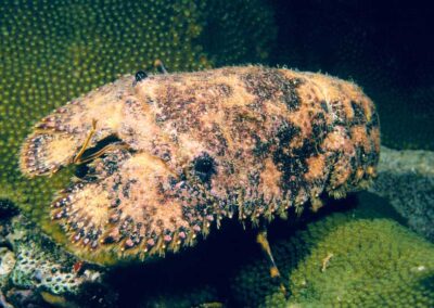 The Slipper lobster looks more like a giant underwater cockroach than a lobster.
