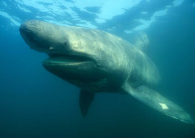 The Basking Shark (Cetorhinus maximus) , is a filter feeder, and eats only zooplankton and small fishes. The filter-feeding scheme works well: the Basking Shark can grow to 45 feet, making it the world's second largest fish. This shark inhabits the cooler temperate regions of the world's oceans. It is frequently mistaken for a whale as it cruises just at or below the surface straining plankton. Photo by Jonathan Bird