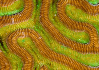 Close-up of interconnected polyps of Brain coral. The green zooxanthellae are quite obvious in this shot!