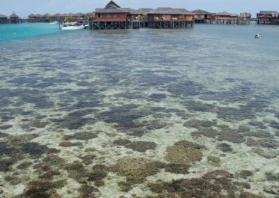 Coral as seen from the surface in shallow water, Malaysia.