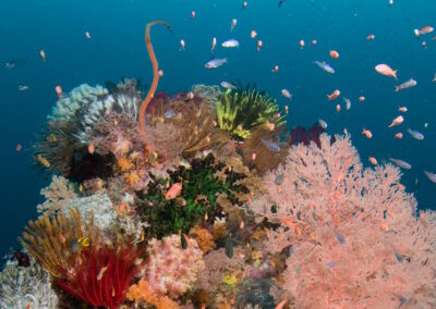 A colorful Indonesian reef.