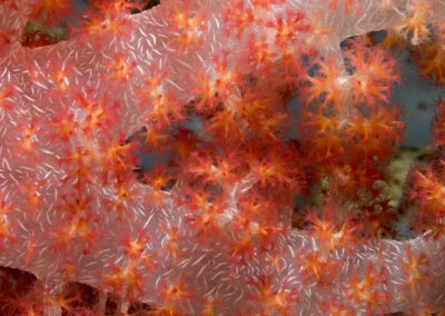 Close-up of soft coral polyps and spicules.