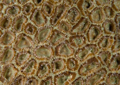 Close-up of star coral polyps