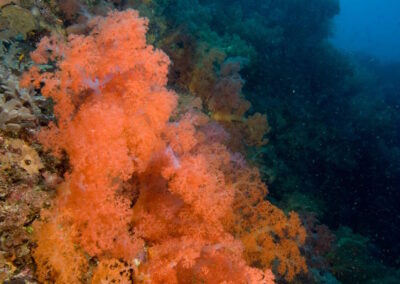 Soft coral on a wall, Philippines.