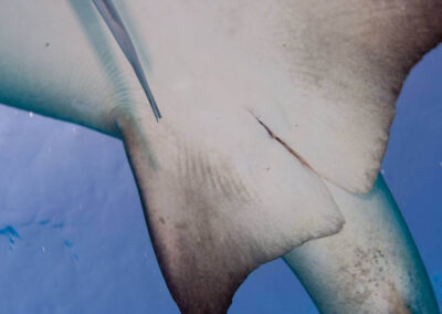 This is a female, showing a lack of claspers on the pelvic fins.