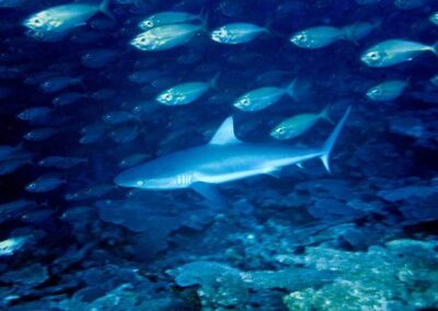The Grey Reef shark (Carcharhinus amblyrhynchos) is common around Pacific coral reefs, feeding mostly on fish and invertebrates. They reach a little over 7 feet in length. These sharks tend to swim together in groups, unlike most other sharks, making them dangerous, even though they are small. Photo by Jonathan Bird