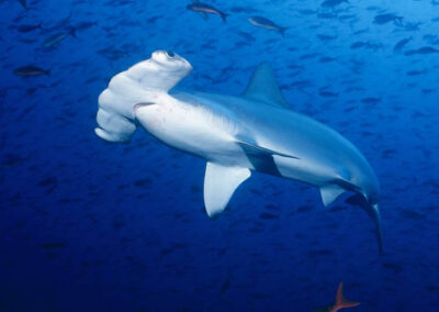 The Scalloped Hammerhead in the Galapagos islands. This shark is extremely frightened of divers bubbles.