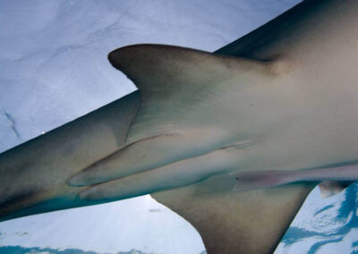 How do you tell a male from a female shark? The picture above shows a MALE. The male has a pair of claspers at the base of the pelvic fins.