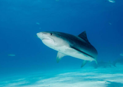 Tiger shark