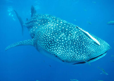 The Whale shark (Rhincodon typus) is the largest fish on Earth, possibly reaching 60 feet in length, or about as long as two school buses! This whale shark has a remora riding on it's head. (The remora is a kind of fish that acts like a suction cup, attaching to larger animals to get a free ride).