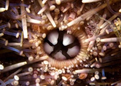 The mouth of an Aristotles Lantern Sea Urchin