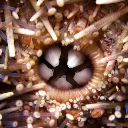 Close-up of Aristotle’s lantern, the mouthparts of a sea urchin