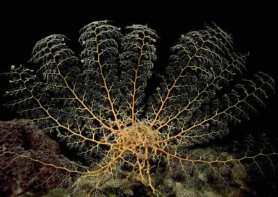 This basket star, photographed in the Caribbean, is a good example of a Ophiuroid.