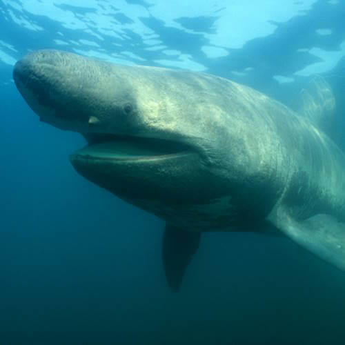 Basking shark swimming underwater in a close-up view.