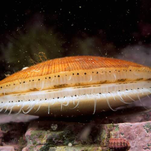 Close-up of an underwater scallop showing its black eyes along the shell edge
