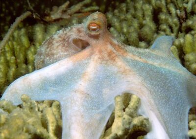 The Common Caribbean octopus on the prowl at night, looking for food.