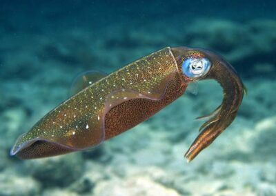 This is the Caribbean Reef squid, an animal capable of amazing color changes. Using chromatophores in its skin, the squid can go from white to blue to gold in the blink of an eye. It can jet off at high speed by squirting water though its nozzle, or it can hover in one place with its fins.