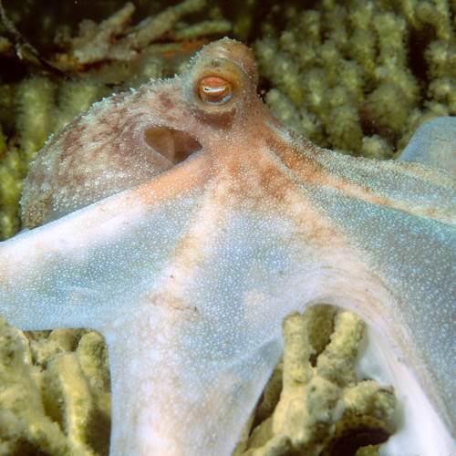 Reef octopus resting on coral displaying mottled colours and spread arms
