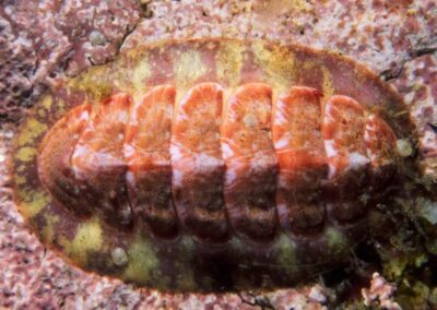 A chiton is stuck to a rock. It may not look like much, but getting it off the rock is nearly impossibel!