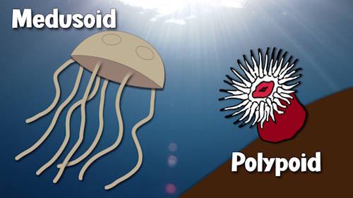 Diagram showing medusoid and polypoid life stages of cnidarians