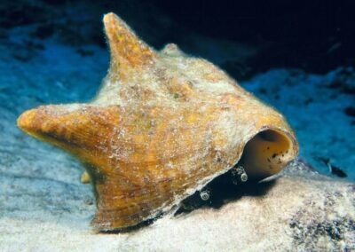 Big Gastropod: The conch (pronounced "konk") is a big snail. There are two eyes on stalks peeking out from under the shell. The points on the shell protect it from other animals. This conch weighs more than a pound!
