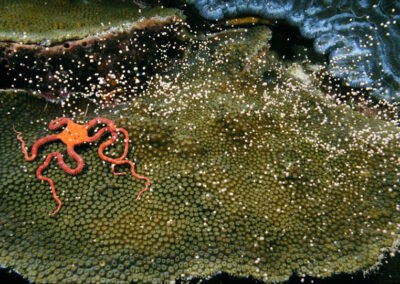 Star coral spawning, Caribbean.