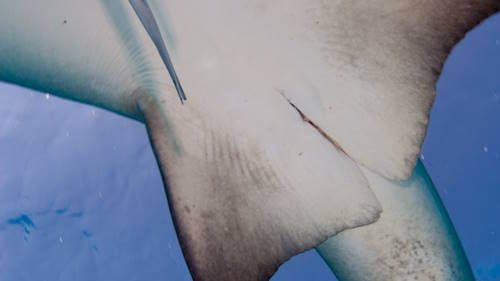 Ventral anatomy of a female shark showing fin placement.