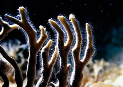 This is fire coral. It has a potent sting that leaves an itchy rash on human skin. It is not technically a coral, but a kind of hydroid that encrusts other objects (including other corals).
