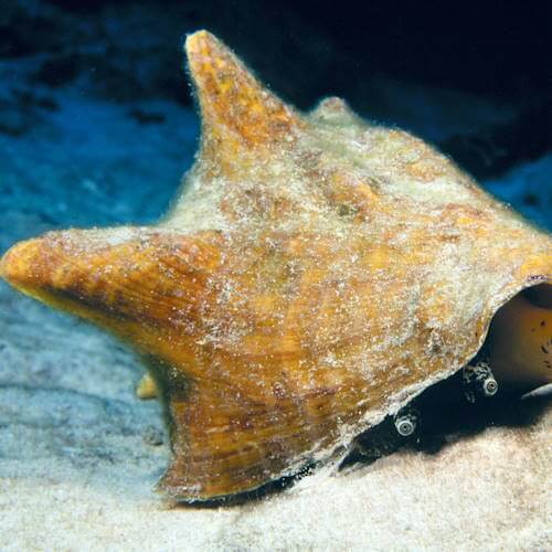 Queen conch marine snail crawling across the sandy seafloor