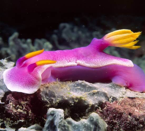 Queen conch marine snail crawling across the sandy seafloor