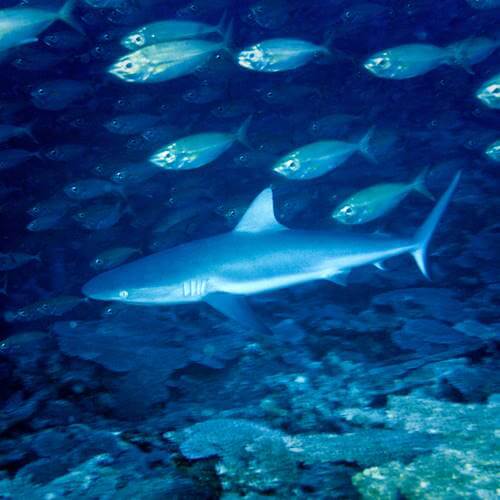 Gray reef shark swimming among a school of fish.
