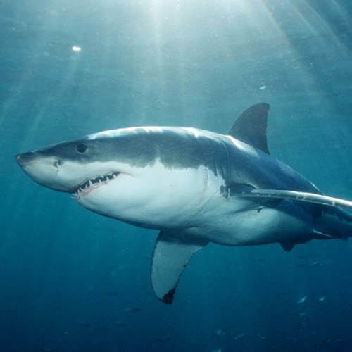 Great white shark swimming underwater viewed from the side.
